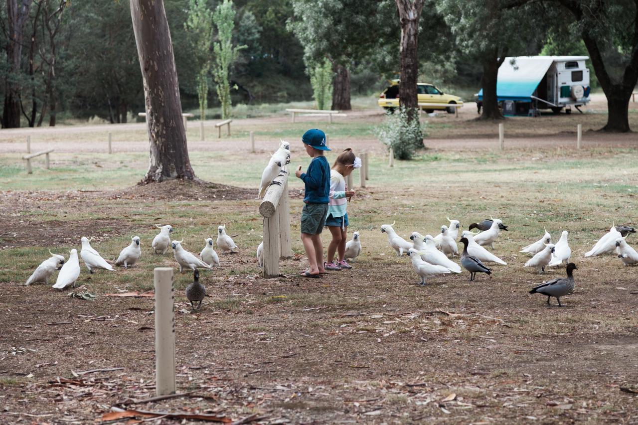 Eildon Pondage Holiday Park エクステリア 写真